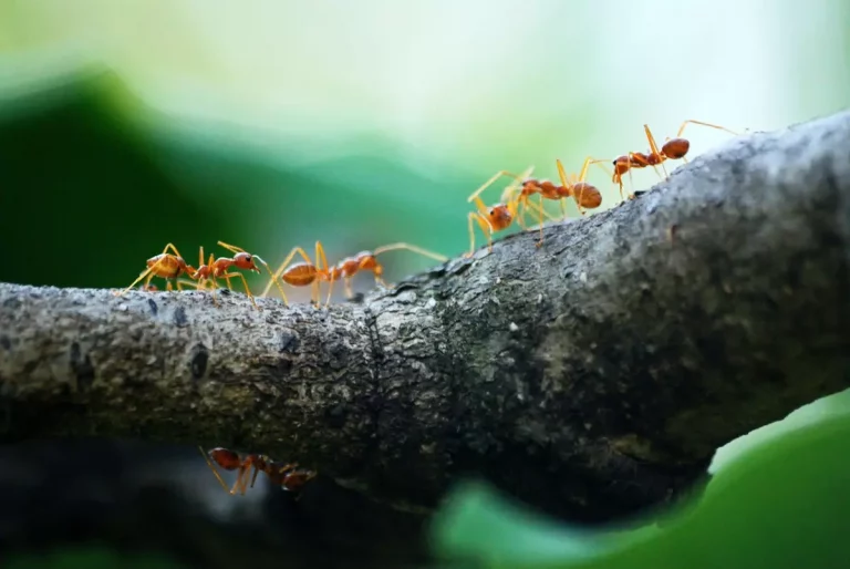 Firma oferująca usuwanie mrówek faraona